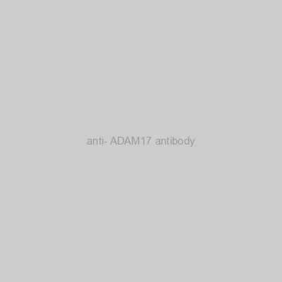 FN Test - anti- ADAM17 antibody